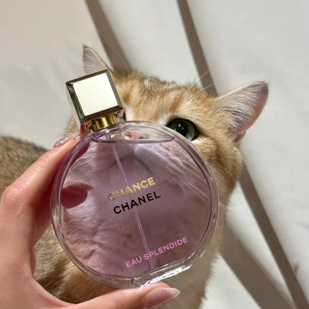 CHANEL(シャネル) CHANCE(チャンス)の臭い？画像3